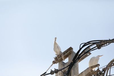 Low angle view of birds perching on tree against sky