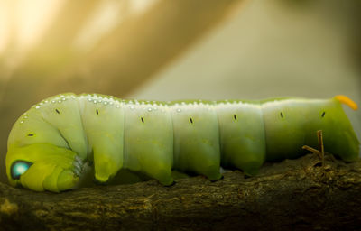 Close-up of caterpillar on branch