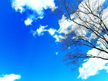 Low angle view of bare trees against blue sky