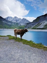 Horses on lake against mountains