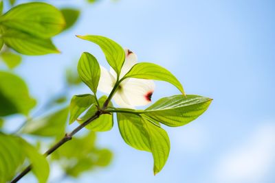 Close-up of green leaves on plant