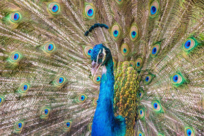 Close-up of peacock