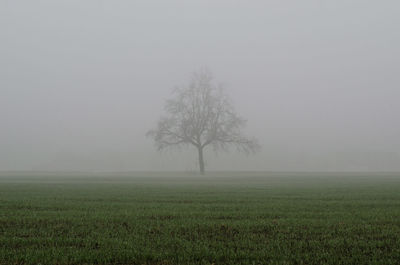 Trees on field against sky