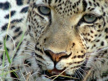 Close-up portrait of tiger