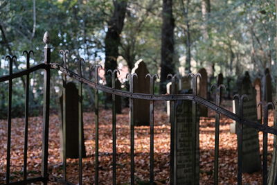 View of people in forest