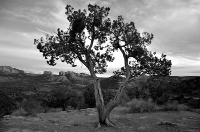 Tree on field against sky