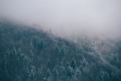 Aerial view of forest during foggy weather