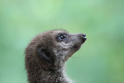 Close-up of meerkat