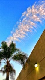 Low angle view of tree against blue sky