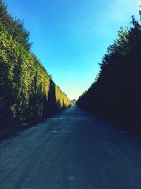 Road amidst trees against clear blue sky