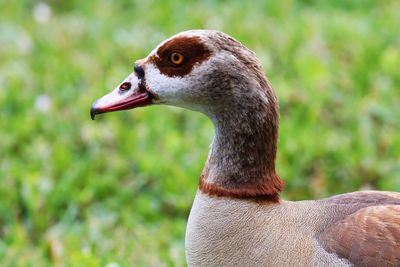 Close-up of bird