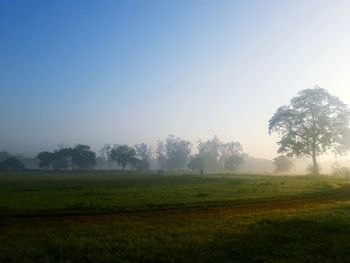 Trees on field against sky