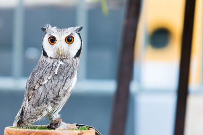 Portrait of owl perching at zoo