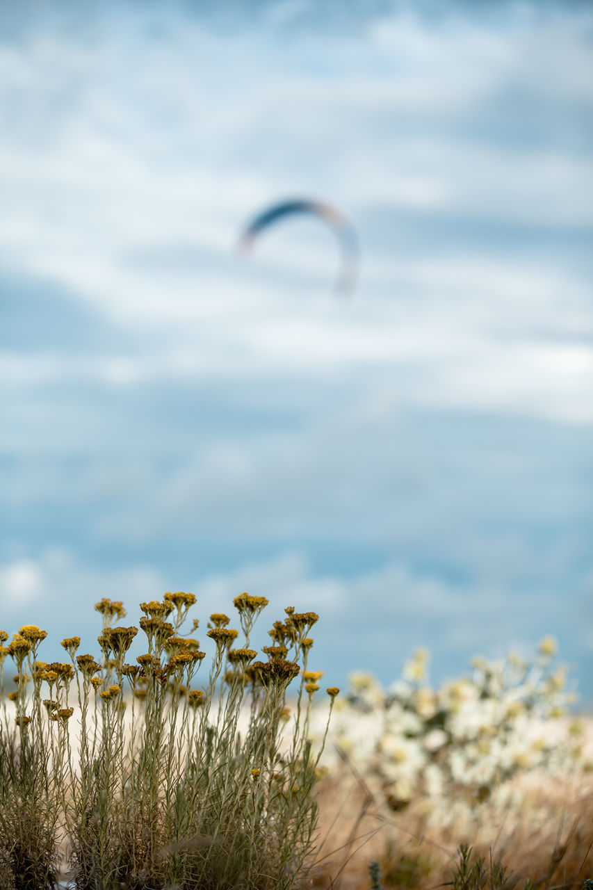 plant, beauty in nature, nature, cloud - sky, sky, growth, land, tranquility, day, no people, water, focus on foreground, sea, scenics - nature, vulnerability, fragility, flowering plant, tranquil scene, flower, outdoors