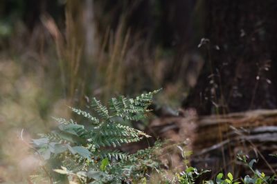 Close-up of plants