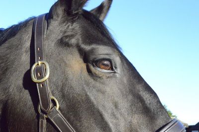 Close-up of horse