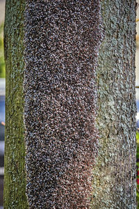 Close-up of insect on tree trunk