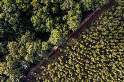 High angle view of fruits growing on tree