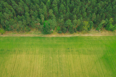 Scenic view of forest