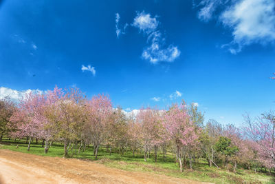 Trees on field against blue sky