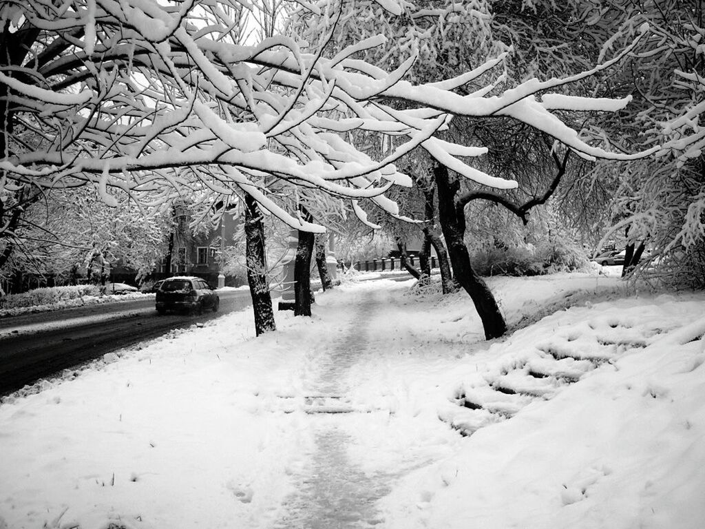 TREES ON SNOW COVERED LANDSCAPE