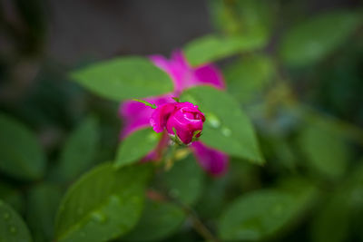 Close-up of pink flowering plant