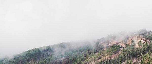 Panoramic shot of trees on mountain against sky