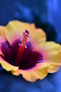 Close-up of yellow hibiscus blooming outdoors