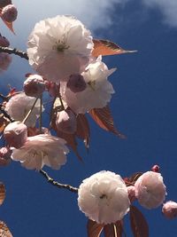 Low angle view of white flowers against sky