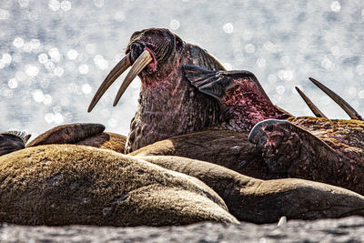 Walrus in poolepynten, svalbard