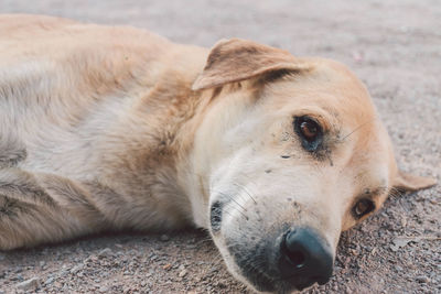 Close-up of a dog resting