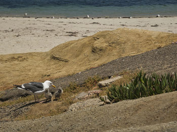 Seagull perching on a beach