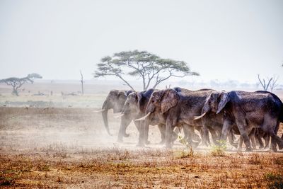 A herd of elephants