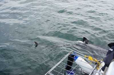 High angle view of fish swimming in sea