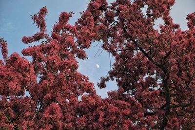 Low angle view of cherry blossom tree