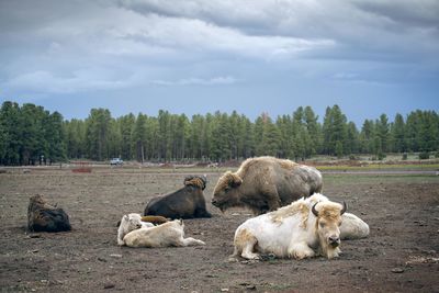 Sheep relaxing on field against sky