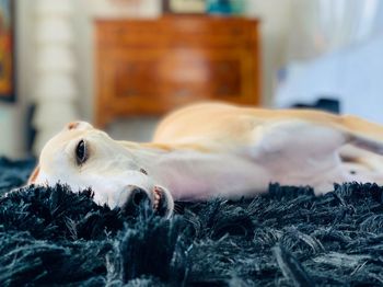 Close-up of a dog sleeping