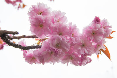 Close-up of pink cherry blossom