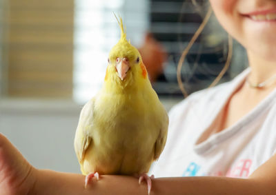 Close-up of hand holding bird