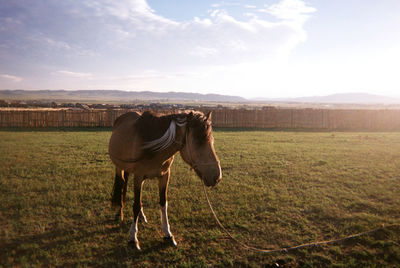 Horse standing on field against sky