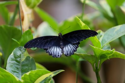 Butterfly on leaf