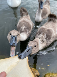 High angle view of duck swimming in lake