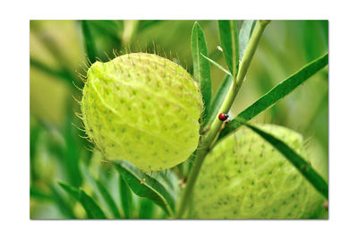 Close-up of insect on leaf