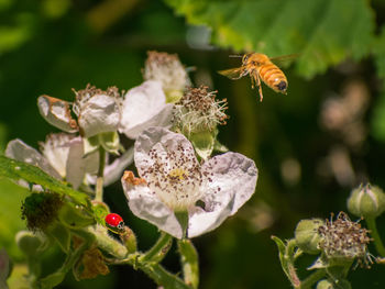 Close-up of bee pollinating flower