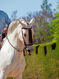 Close-up of a horse on field