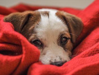 Close-up portrait of dog