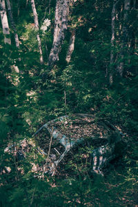 High angle view of trees and plants in forest