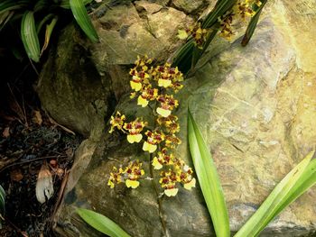 Close-up of flowers