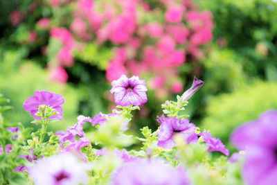 Close-up of pink flowering plants