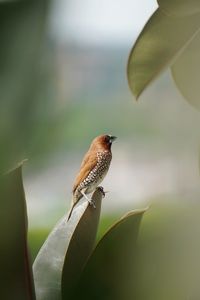 Close-up of nutmeg mannikin perching on plant